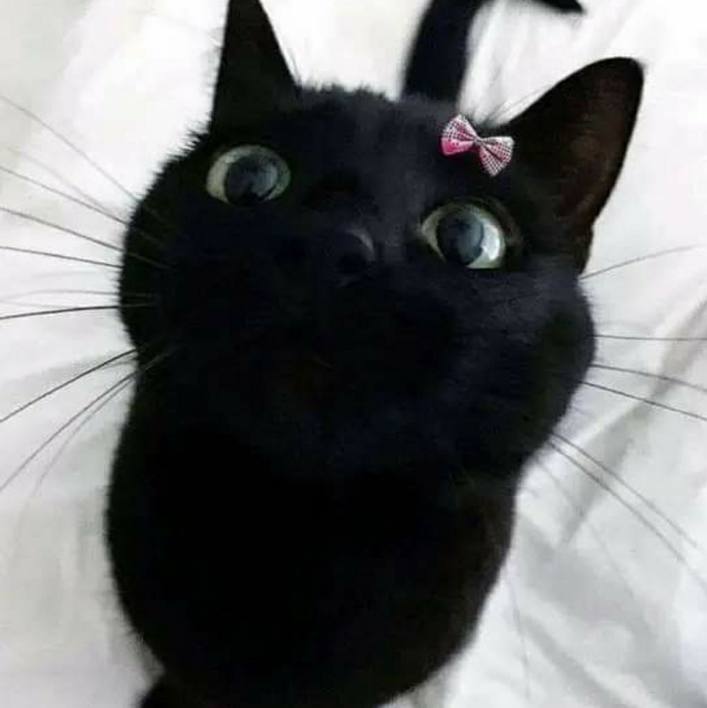 Meet your Posher, Martha